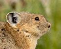 Loveland Pass Pika